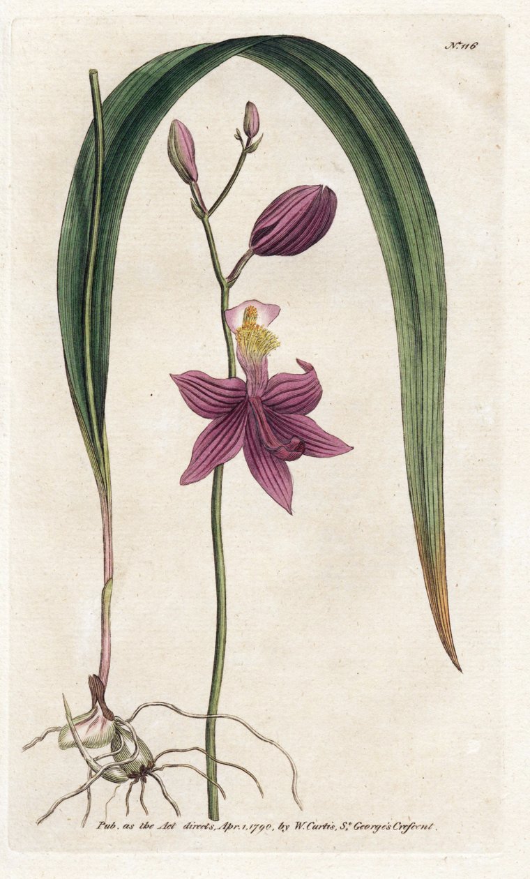 Orchid: calopogon tuberus - الطباعة الحجرية بواسطة James Sowerby (1757-1822) ، من مجلة William Curtis النباتية (1746-1799) بواسطة جيمس سويربي