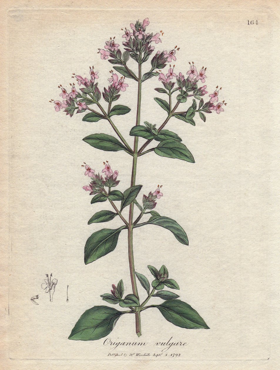 مردقوش. نقش نحاسي ملون يدويًا من رسم لجيمس سوربي (1757-1822) في Botanique Medicinale بواسطة جيمس سويربي
