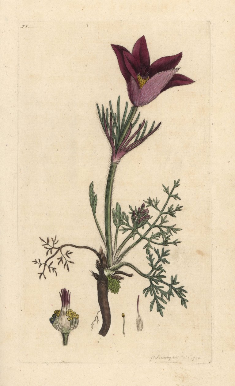 Pasqueflower ، Anemone pulsatilla (pulsatille) نقش على لوح نحاسي ملون يدويًا بعد رسم توضيحي بواسطة James Sowerby من علم النبات الإنجليزي لجيمس سميث ، لندن بواسطة جيمس سويربي