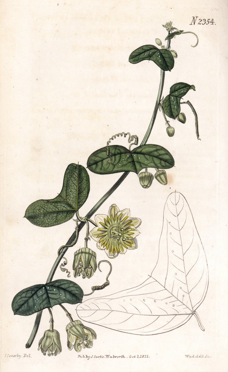 زهرة العاطفة variete - Passiflora biflora (زهرة الآلام الهلالية الأوراق ، Passiflora lunata). نقش على لوح نحاسي ملون يدويًا بواسطة Weddell بعد رسم توضيحي لجيمس سوربي من مجلة Samuel Curtis النباتية "،" لندن بواسطة جيمس سويربي