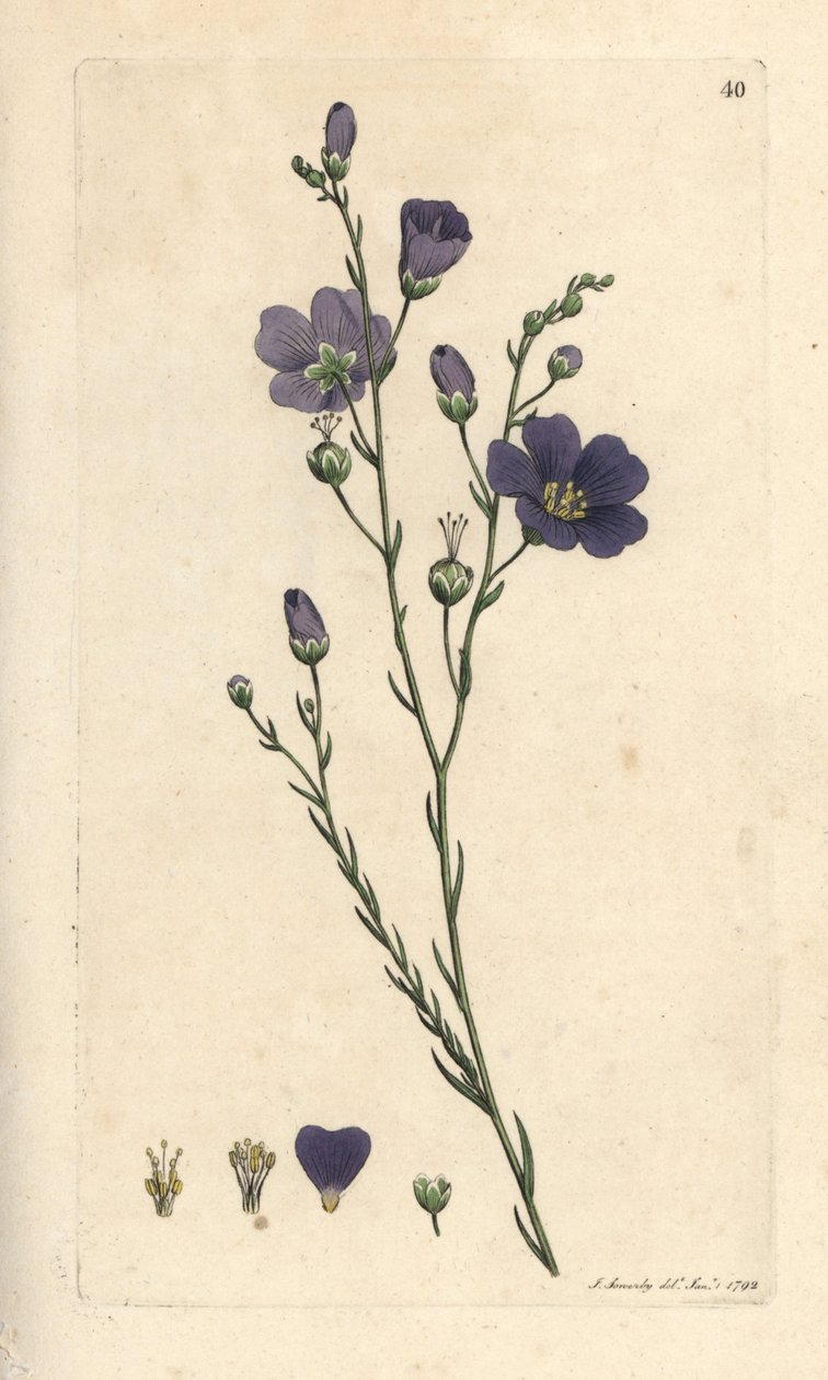 الكتان المعمر، Linum perenne (قماش الكتان) نقش على صفيحة نحاسية ملونة يدويًا بعد رسم توضيحي لجيمس سويربي من علم النبات الإنجليزي لجيمس سميث، لندن بواسطة جيمس سويربي