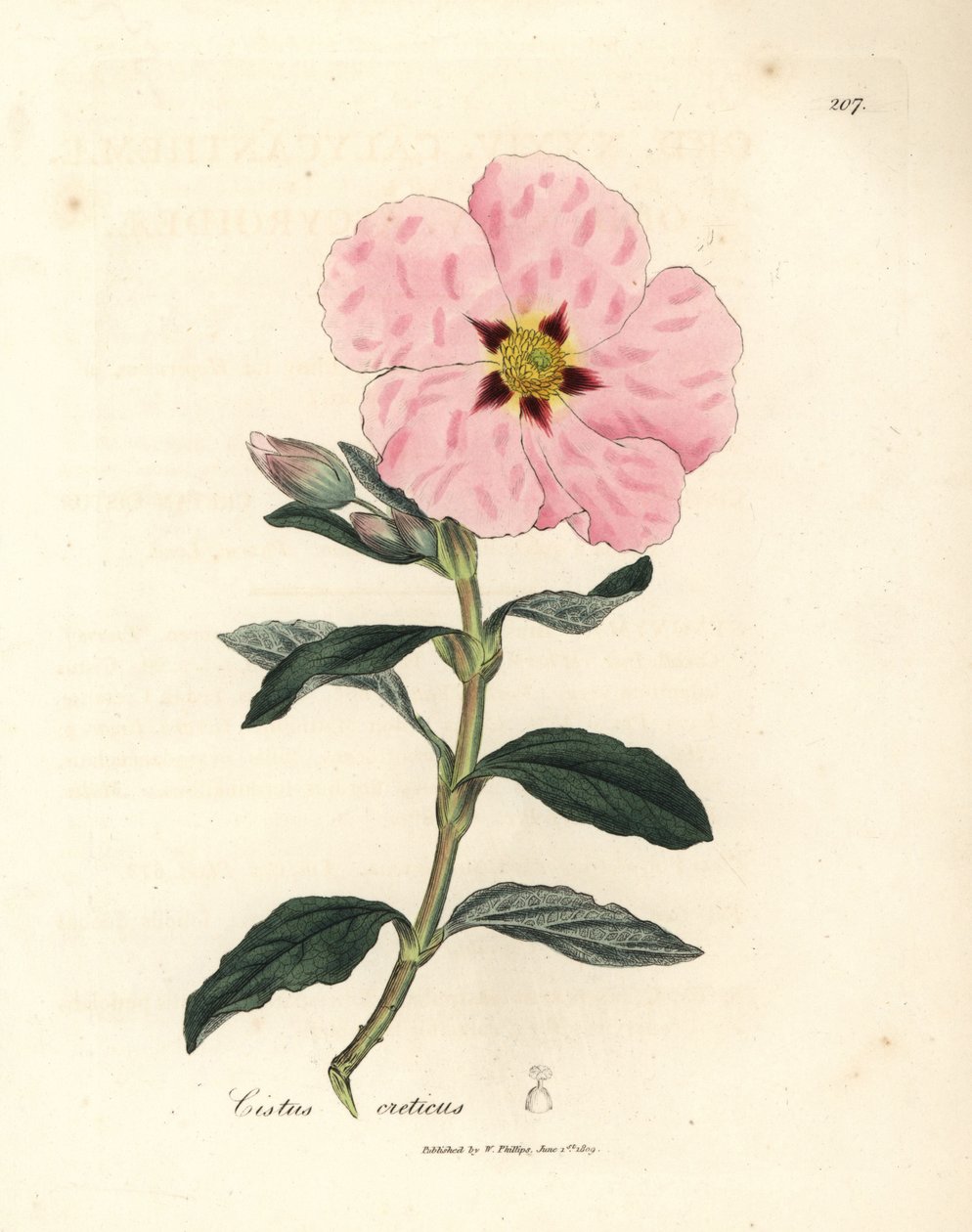 Cretan cistus الوردي المزهرة ، Cistus creticus بواسطة جيمس سويربي