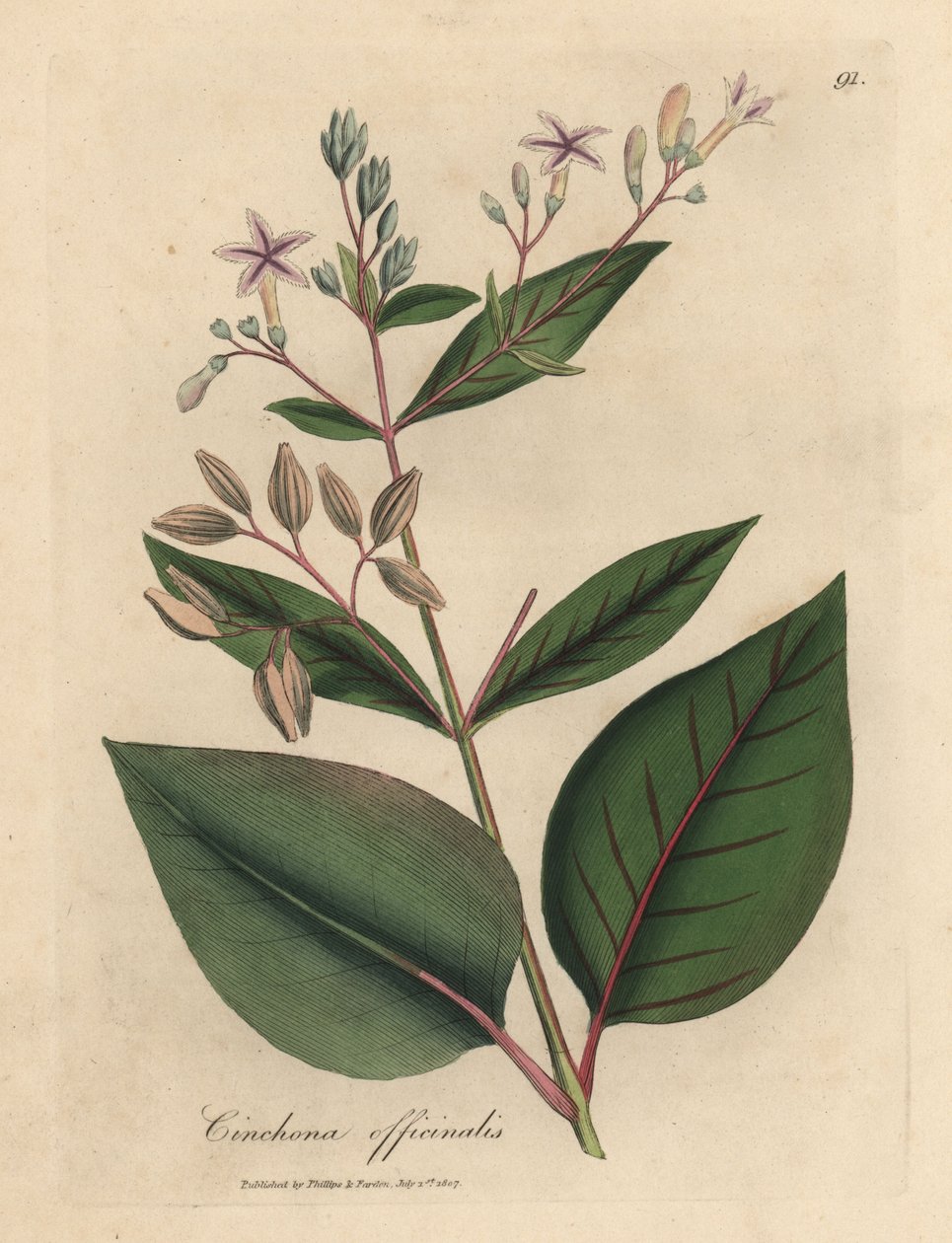 شجرة اللحاء البيروفية المزهرة باللون الوردي ، Cinchona officinalis بواسطة جيمس سويربي