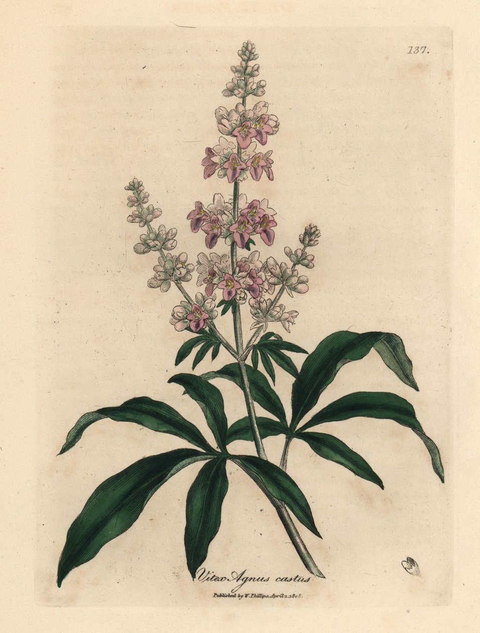 شجرة عفيفة مزهرة وردية ، Vitex agnus castus بواسطة جيمس سويربي