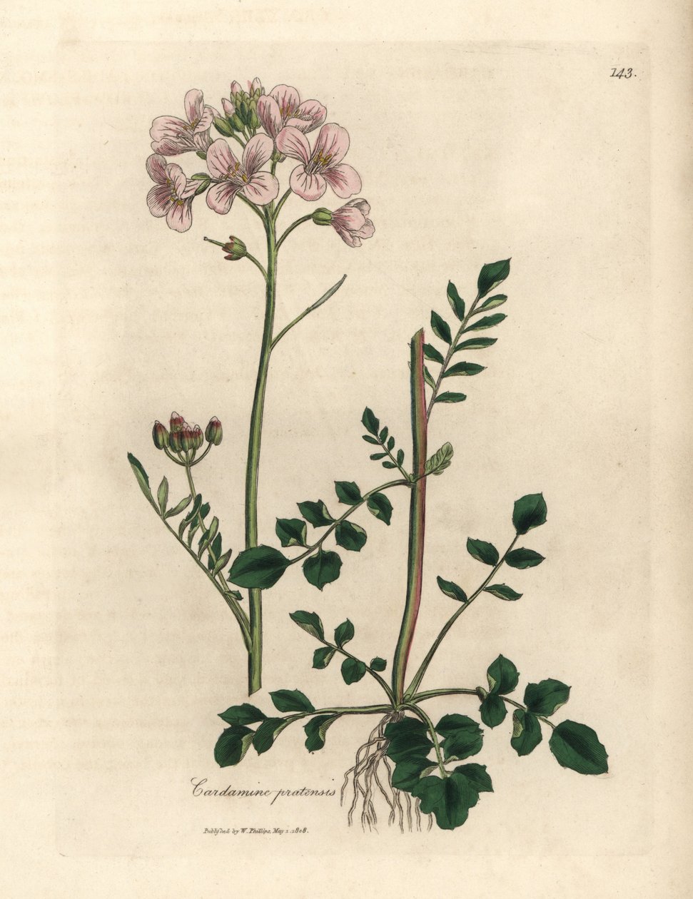 ثوب نسائي ذو أزهار وردية أو زهرة الوقواق، Cardamine pratensis بواسطة جيمس سويربي