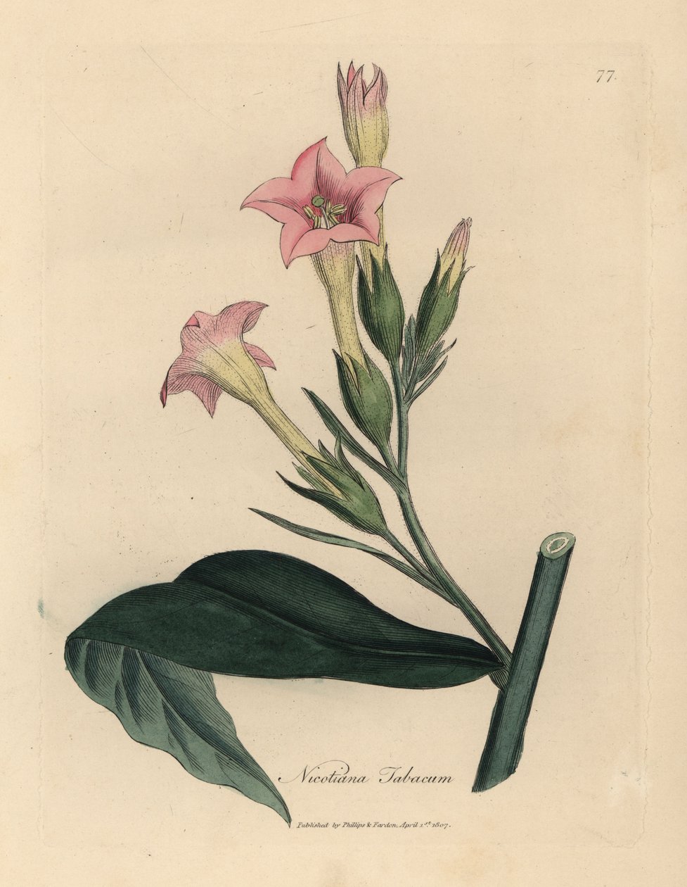 نبات التبغ ذو الأزهار الوردية، Nicotiana tabacum بواسطة جيمس سويربي