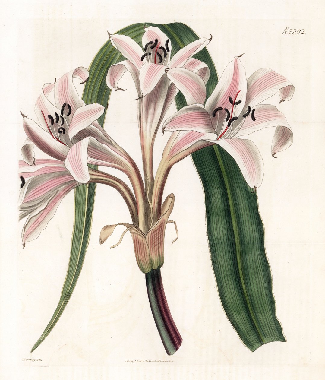 الزنبق الوردي - زنبق البوق المخطط الوردي ، Crinum latifolium (Molucca crinum ، Crinum moluccanum). نقش على لوح نحاسي ملون يدويًا بواسطة Weddell بعد رسم توضيحي لجيمس سوربي من مجلة Samuel Curtis النباتية "،" لندن بواسطة جيمس سويربي