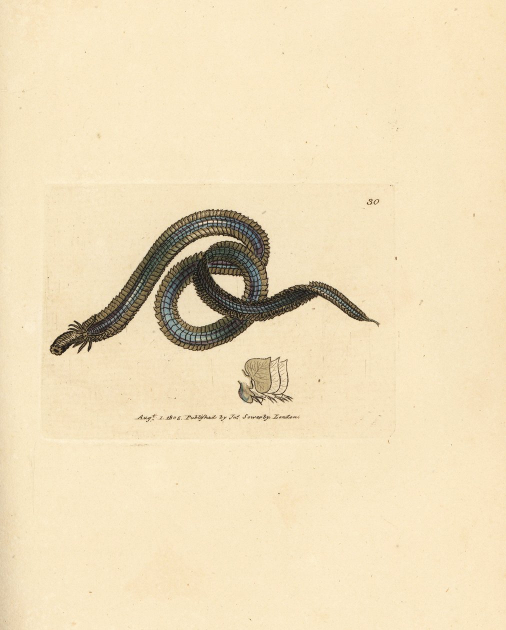 الدودة متعددة الأشواك، Phyldoce lamelligera (Nereis lamelligera). نقش على صفيحة نحاسية ملونة يدويًا بواسطة جيمس سويربي من The British Miscellany، أو أشكال ملونة لموضوعات حيوانية جديدة أو نادرة أو غير معروفة. بواسطة جيمس سويربي