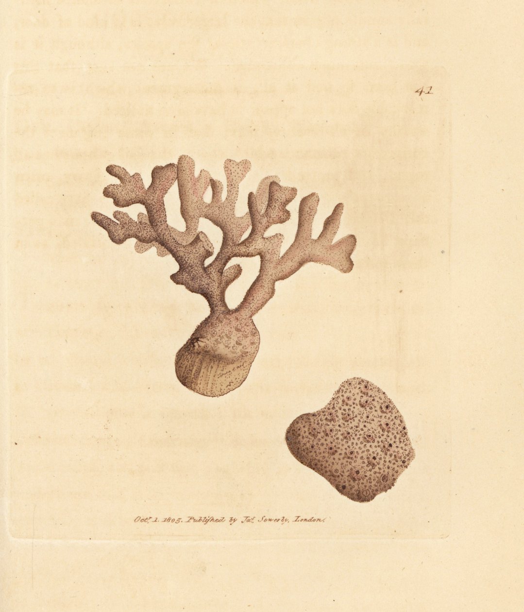 بوريلا كومباسا (ميليبورا كومباسا). نقش على لوح نحاسي ملون يدويًا بواسطة James Sowerby من The British Miscellany ، أو أشكال ملونة لموضوعات حيوانية جديدة أو نادرة أو غير معروفة. بواسطة جيمس سويربي