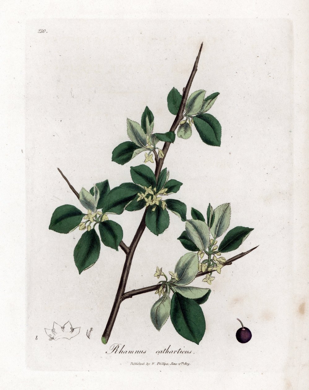 النبق المسهل أو المطهر - تطهير النبق ، Rhamnus catharticus. نقش على لوح نحاسي ملون يدويًا من رسم نباتي رسمه جيمس سوربي من ويليام وودفيل والسير ويليام جاكسون هوكر "" علم النبات الطبي ، "جون بون ، لندن بواسطة جيمس سويربي