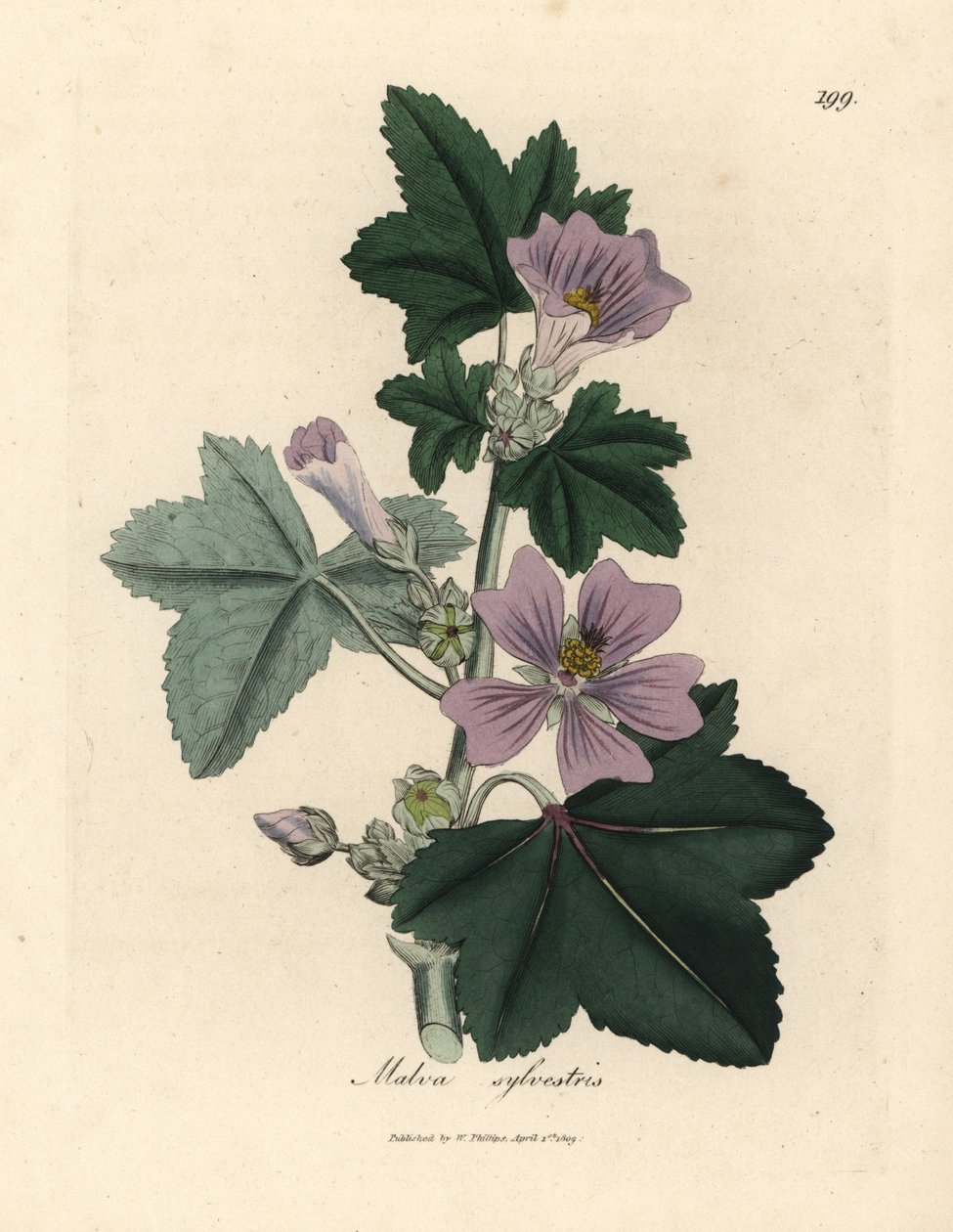 الملوخية الأرجواني المزهرة ، Malva sylvestris بواسطة جيمس سويربي