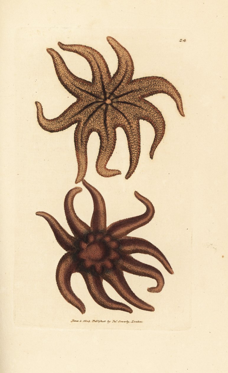 نجم الشمس الأرجواني ، Solaster endeca (نجم البحر ذو تسعة أشعة ، Asterias endeca). نقش على لوح نحاسي ملون يدويًا بواسطة James Sowerby من The British Miscellany ، أو أشكال ملونة لموضوعات حيوانية جديدة أو نادرة أو غير معروفة. بواسطة جيمس سويربي