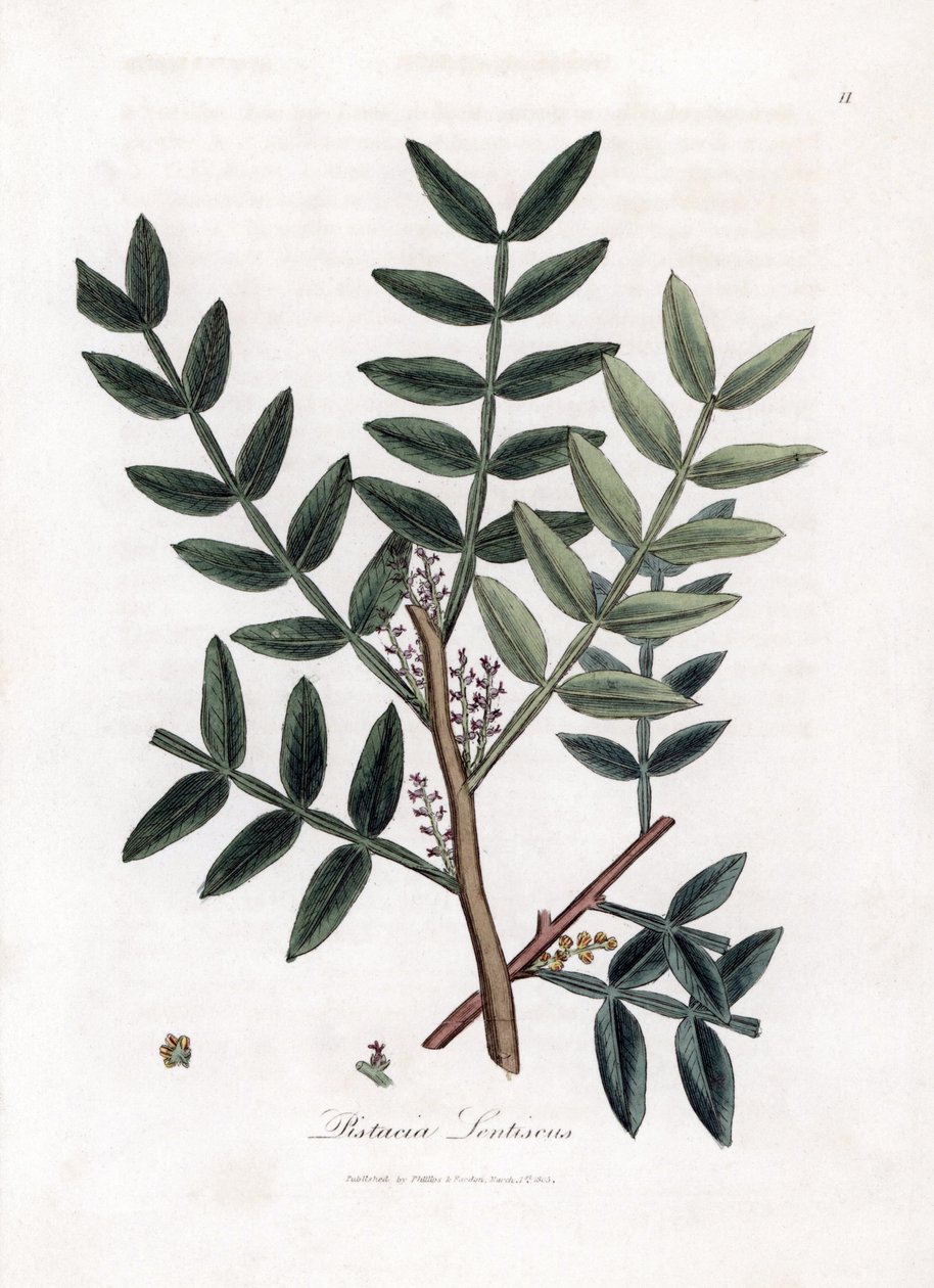 شجرة المعجون أو الفستق العدس - شجرة المعجون ، Pistacia lentiscus. نقش على لوح نحاسي ملون يدويًا من رسم نباتي رسمه جيمس سوربي من ويليام وودفيل والسير ويليام جاكسون هوكر "" علم النبات الطبي ، "جون بون ، لندن بواسطة جيمس سويربي