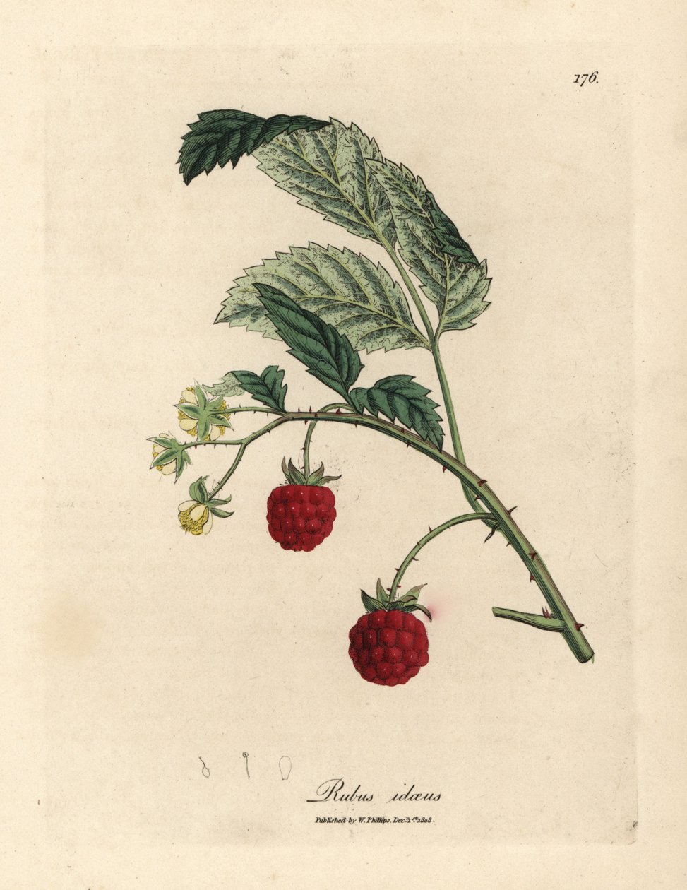 شجيرة التوت مع الفاكهة الناضجة والزهور الصفراء Rubus idaeus بواسطة جيمس سويربي