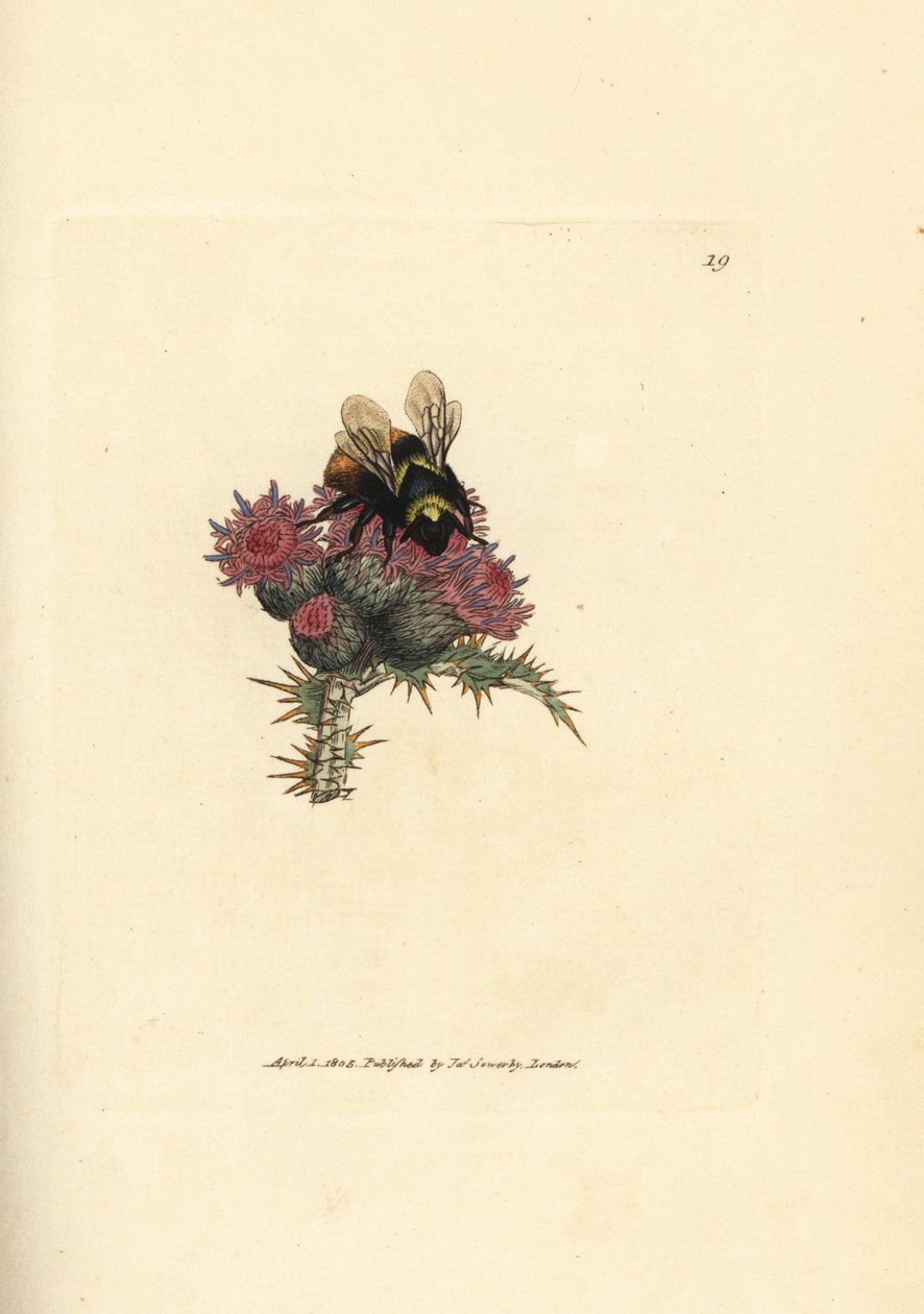 نحلة حمراء الذيل ، Bombus lapidarius (Apis flavicollis) على شوك. نقش على لوح نحاسي ملون يدويًا بواسطة James Sowerby من The British Miscellany ، أو أشكال ملونة لموضوعات حيوانية جديدة أو نادرة أو غير معروفة. بواسطة جيمس سويربي