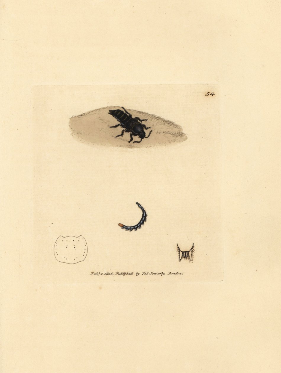 خنفساء روف ، Velleius dilatatus (Staphylinus مسننة القرون ، Staphylinus concolor). نقش على لوح نحاسي ملون يدويًا بواسطة James Sowerby من The Miscellany البريطاني ، أو أشكال ملونة لموضوعات حيوانية جديدة أو نادرة أو قليلة الشهرة. بواسطة جيمس سويربي