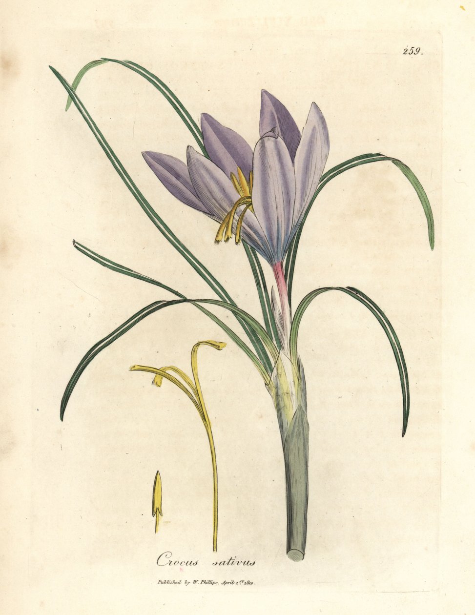زعفران ، زعفران ، Crocus sativus بواسطة جيمس سويربي