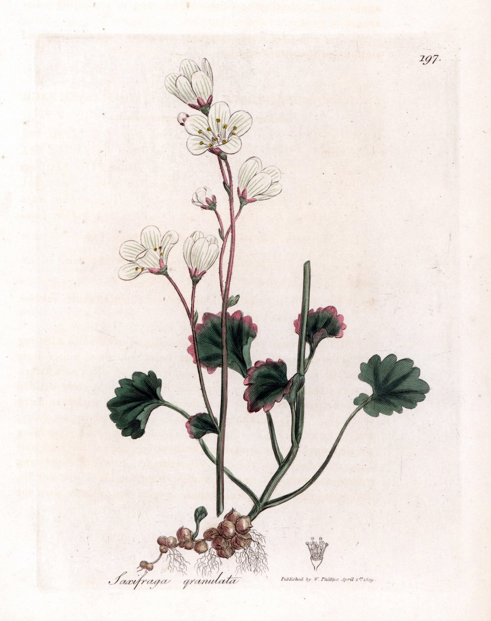 Saxifrage granulee أو bulbbles - saxifrage الأبيض ، Saxifraga granulata. نقش على لوح نحاسي ملون يدويًا من رسم نباتي رسمه جيمس سوربي من ويليام وودفيل والسير ويليام جاكسون هوكر "" علم النبات الطبي ، "جون بون ، لندن بواسطة جيمس سويربي