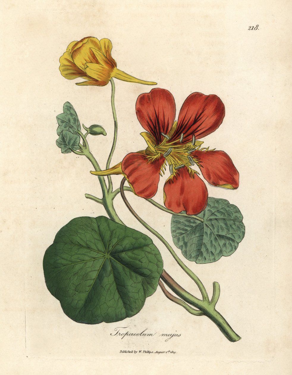 القرمزي والأصفر المزهر رشاد هندي كبير ، Tropaeolum majus بواسطة جيمس سويربي