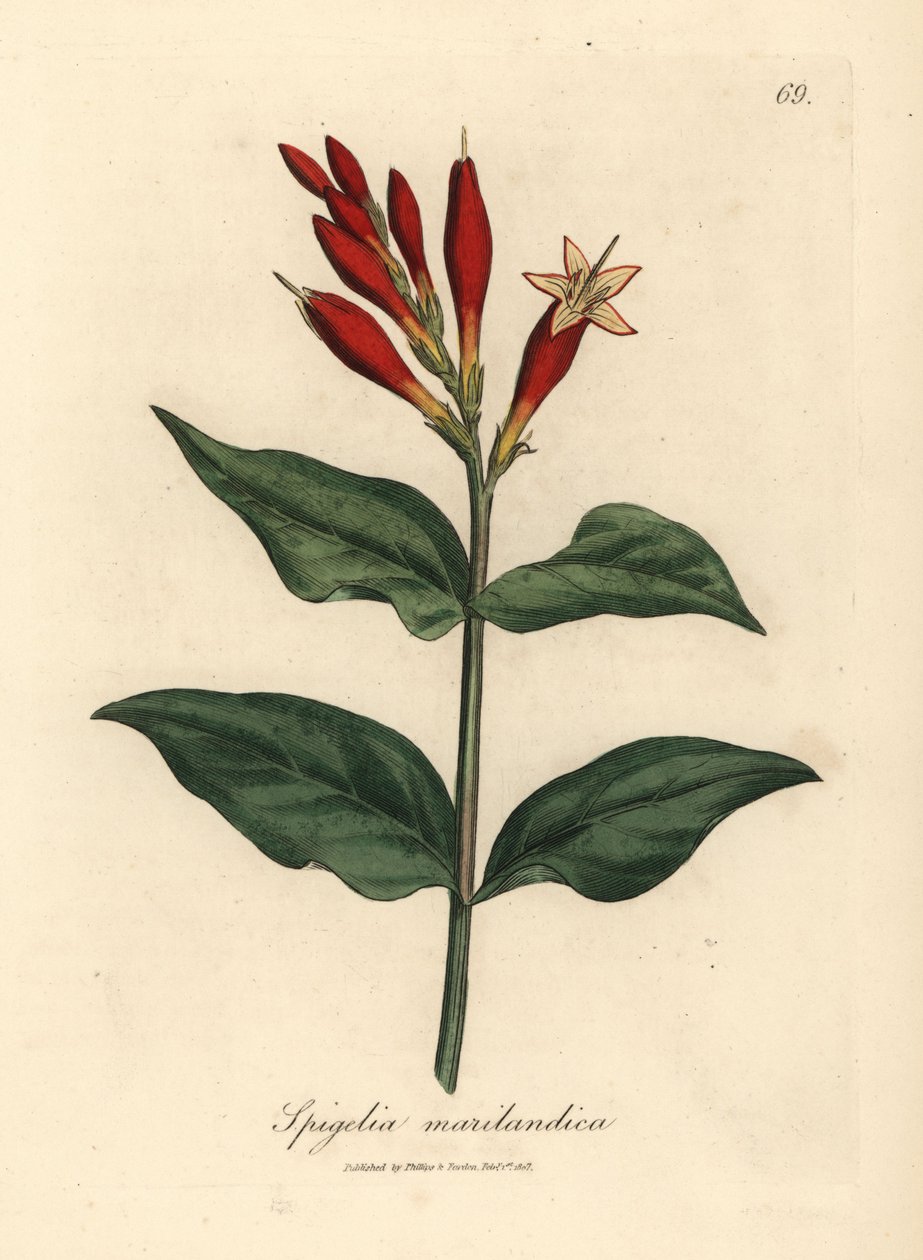 القرمزي الوردي الهندي المزهر ، Spigelia marilandica بواسطة جيمس سويربي