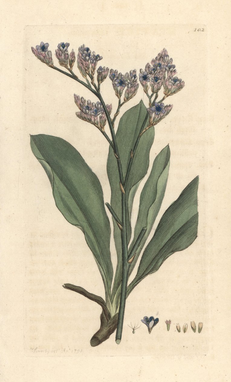 خزامى البحر، Limonium vulgare (Statice limonium) (خزامى البحر) نقش على لوح نحاسي ملون يدويًا بعد رسم توضيحي لجيمس سويربي من علم النبات الإنجليزي لجيمس سميث، لندن بواسطة جيمس سويربي