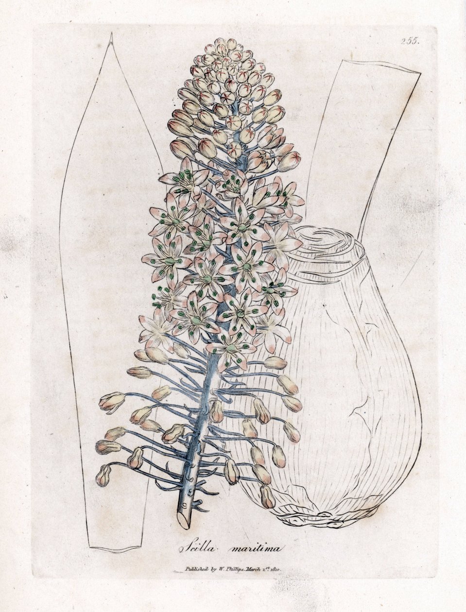 بصل البحر أو البسكويت ، Drimia maritima. نقش على لوح نحاسي ملون يدويًا من رسم نباتي رسمه جيمس سوربي من ويليام وودفيل والسير ويليام جاكسون هوكر "" علم النبات الطبي ، "جون بون ، لندن بواسطة جيمس سويربي