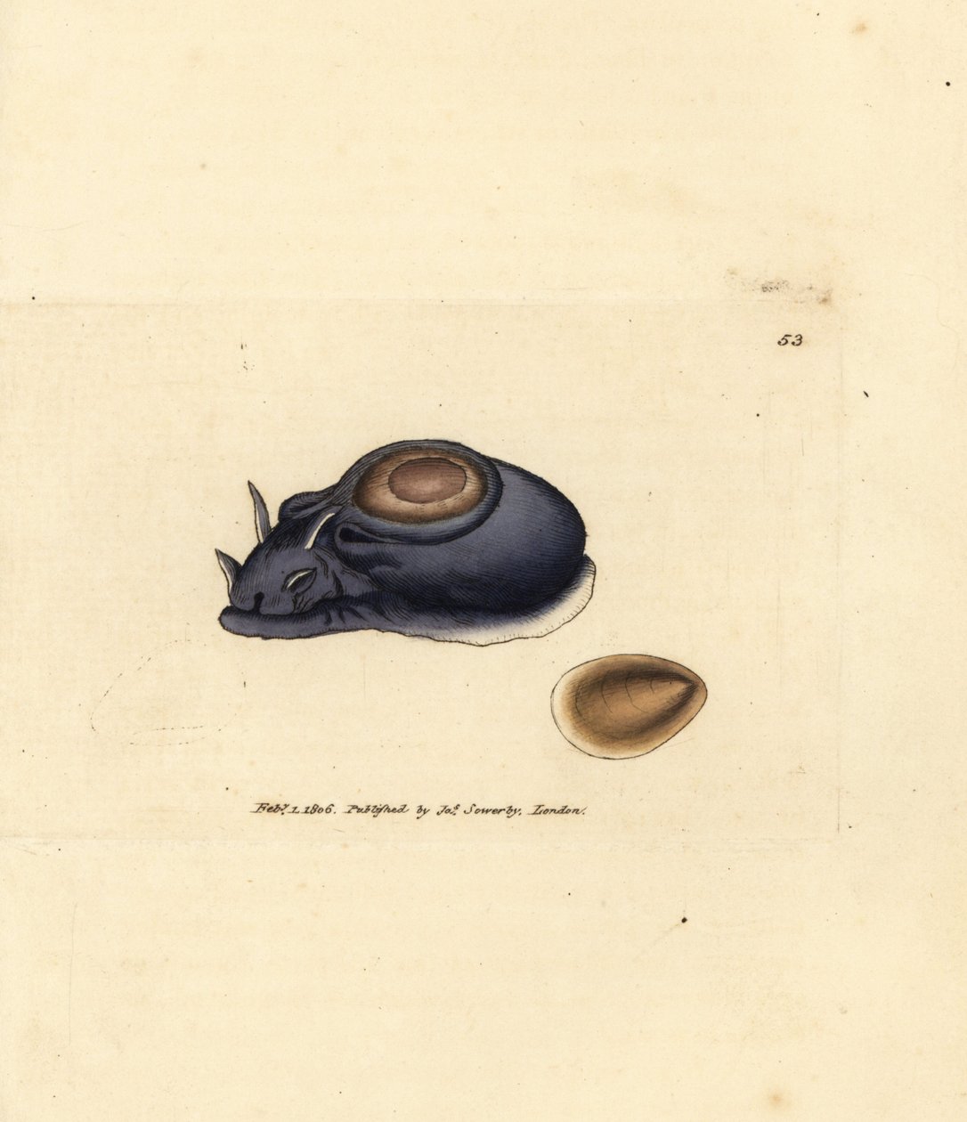 سبيكة البحر أو أرنب البحر ، Aplysia punctata (Aplysia hybrida). نقش على لوح نحاسي ملون يدويًا بواسطة James Sowerby من The British Miscellany ، أو أشكال ملونة لموضوعات حيوانية جديدة أو نادرة أو غير معروفة. بواسطة جيمس سويربي