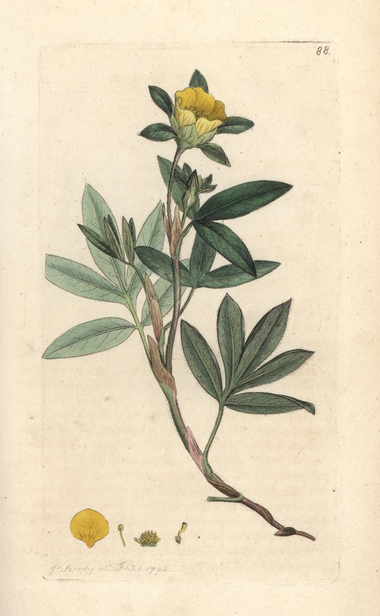 شجيرة شجيرة ذات أوراق نباتية أو Dasiphora fruticosa أو Potentilla fruticosa (Cinquefoil frutescente ou la cinquefoil shbustive) نقش على لوح نحاسي ملون يدويًا بعد رسم توضيحي بواسطة James Sowerby من James Smith