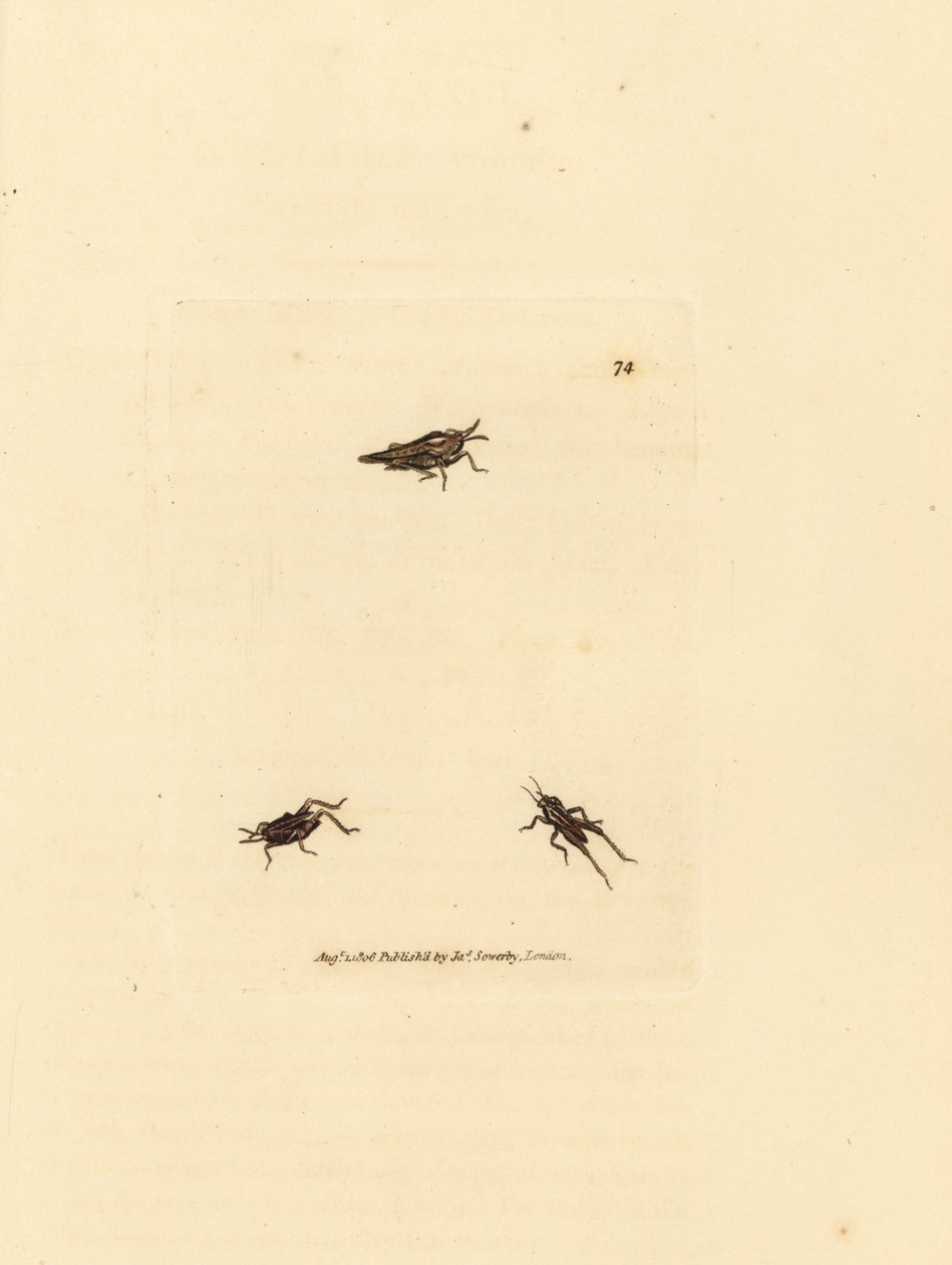 جندب نحيف ، Tetrix subulata (أكريديوم على شكل AWL ، أكريديوم سوبولاتوم). نقش على لوح نحاسي ملون يدويًا بواسطة James Sowerby من The British Miscellany ، أو أشكال ملونة لموضوعات حيوانية جديدة أو نادرة أو غير معروفة. بواسطة جيمس سويربي