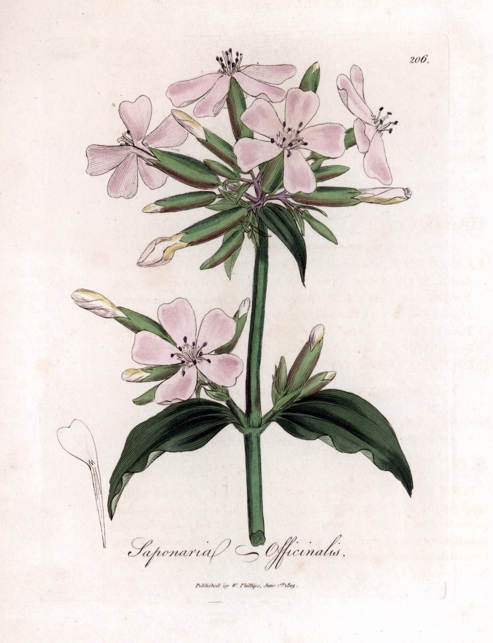 Soapwort، Saponaria officinalis. نقش على لوح نحاسي ملون يدويًا من رسم نباتي رسمه جيمس سوربي من ويليام وودفيل والسير ويليام جاكسون هوكر "" علم النبات الطبي ، "جون بون ، لندن بواسطة جيمس سويربي