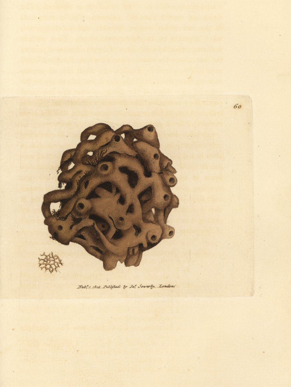 الإسفنج ، Haliclona cinerea (الإسفنج الملغى ، Spongia cancellata). نقش على لوح نحاسي ملون يدويًا بواسطة James Sowerby من The British Miscellany ، أو أشكال ملونة لموضوعات حيوانية جديدة أو نادرة أو غير معروفة. بواسطة جيمس سويربي