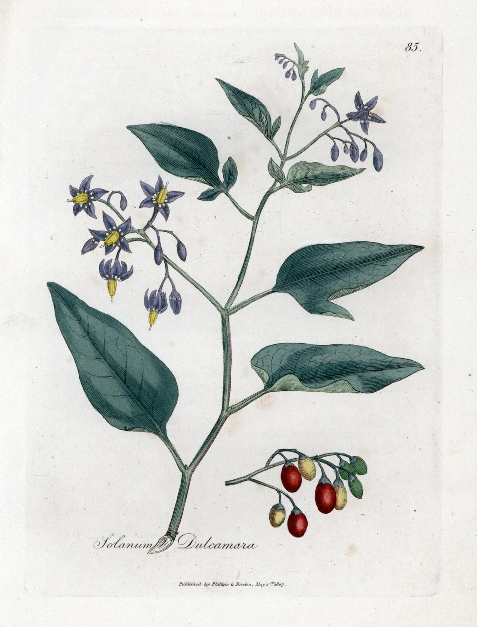 الباذنجان الحلو المر أو الحلو - الباذنجان الخشبي ، Solanum dulcamara. نقش على لوح نحاسي ملون يدويًا من رسم نباتي رسمه جيمس سوربي من ويليام وودفيل والسير ويليام جاكسون هوكر "" علم النبات الطبي ، "جون بون ، لندن بواسطة جيمس سويربي