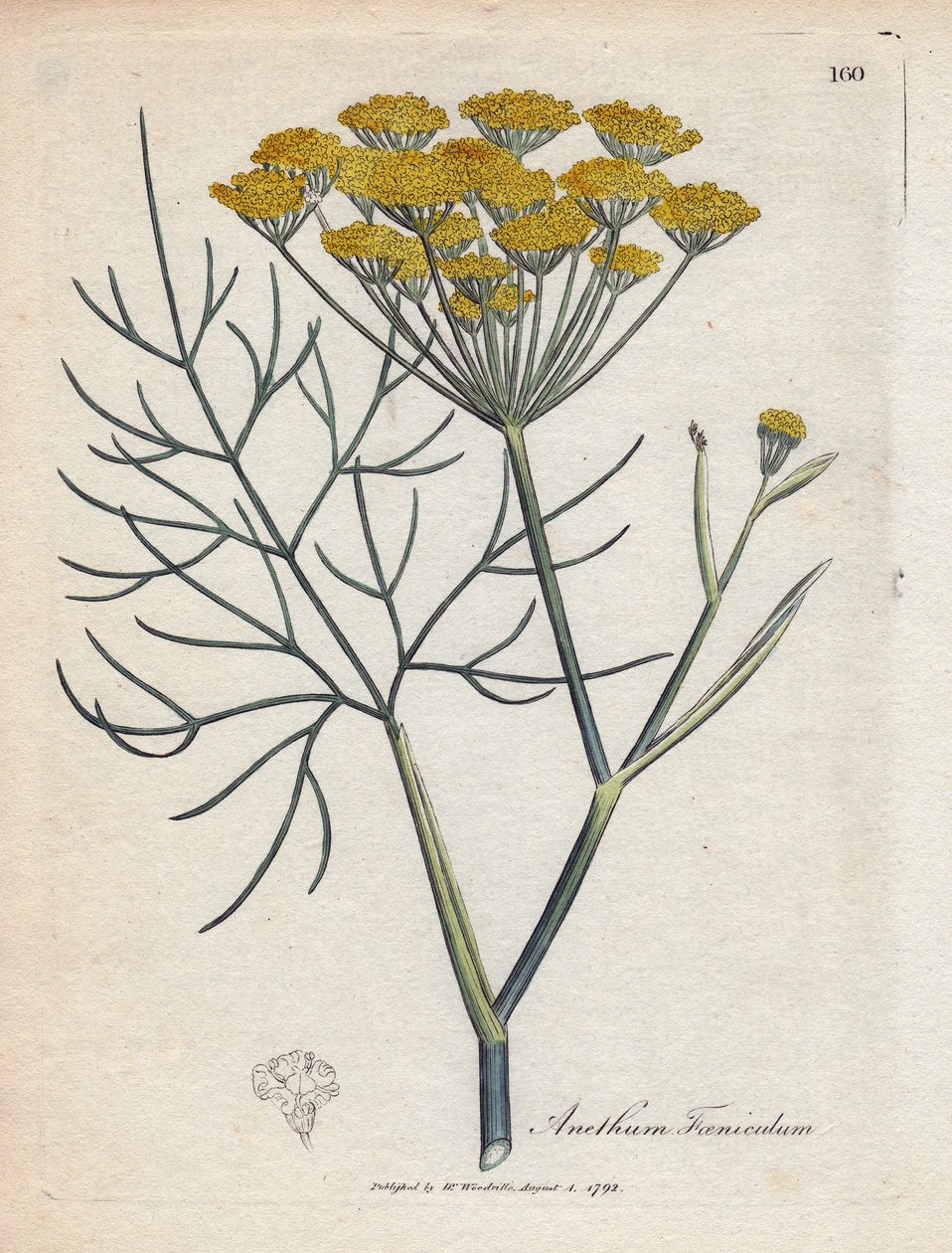 شمر حلو (أو شمر بروفانس). نقش نحاسي ملون يدويًا من رسم لجيمس سوربي (1757-1822) في Botanique Medicinale بواسطة جيمس سويربي