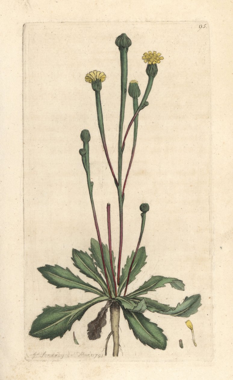 نجاح سوين ، Arnoseris minima (Hyoseris minima). نقش على لوح نحاسي ملون يدويًا بعد رسم توضيحي لجيمس سوربي من علم النبات الإنجليزي لجيمس سميث ، لندن بواسطة جيمس سويربي