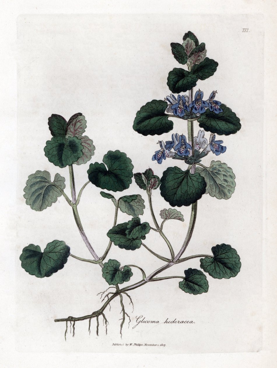 اللبلاب الأرضي - اللبلاب الأرضي ، Glecoma hederacea. نقش على لوح نحاسي ملون يدويًا من رسم نباتي رسمه جيمس سوربي من ويليام وودفيل والسير ويليام جاكسون هوكر "" علم النبات الطبي ، "جون بون ، لندن بواسطة جيمس سويربي