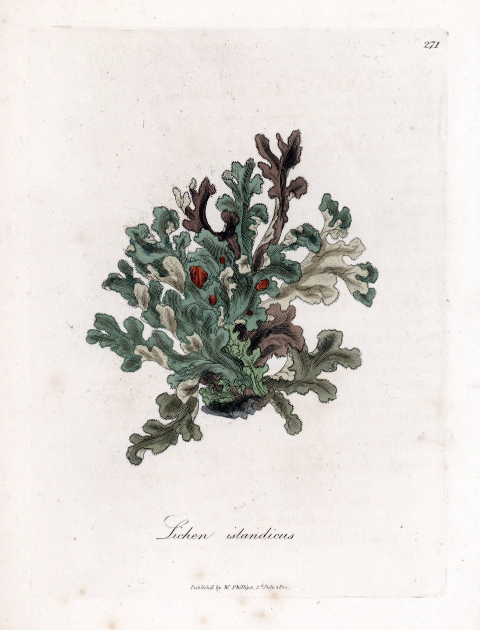 Thallus أو طحلب أيسلندا - حزاز ذو أوراق إيرنغو ، حزاز جزيرة. نقش على لوح نحاسي ملون يدويًا من رسم نباتي رسمه جيمس سوربي من ويليام وودفيل والسير ويليام جاكسون هوكر "" علم النبات الطبي ، "جون بون ، لندن بواسطة جيمس سويربي
