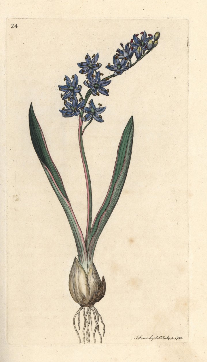 سكويل ذو ورقتين ، Scilla bifolia نقش على لوح نحاسي ملون يدويًا بعد رسم توضيحي بواسطة James Sowerby من علم النبات الإنجليزي لجيمس سميث ، لندن بواسطة جيمس سويربي