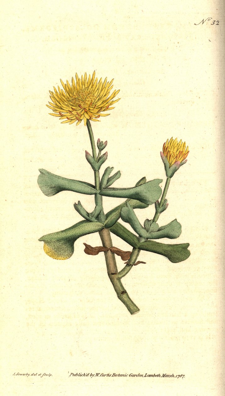 Variete of ficoid - القطيفة ذات الأوراق المتساقطة ذات الأوراق ، Mesembryanthemum dolabriforme. نقش على لوح نحاسي ملون يدويًا وتوضيح نباتي بواسطة جيمس سوربي من مجلة ويليام كيرتس النباتية ، لامبيث مارش ، لندن بواسطة جيمس سويربي