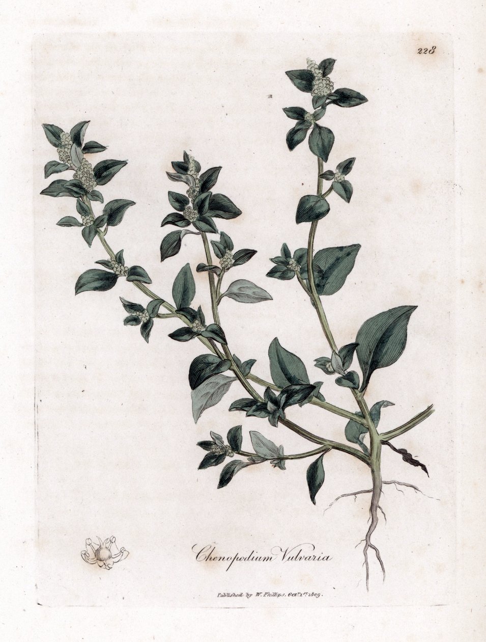 Vuvaire - قدم الأوز النتن ، Chenopodium vulvaria. نقش على لوح نحاسي ملون يدويًا من رسم نباتي رسمه جيمس سوربي من ويليام وودفيل والسير ويليام جاكسون هوكر "" علم النبات الطبي ، "جون بون ، لندن بواسطة جيمس سويربي