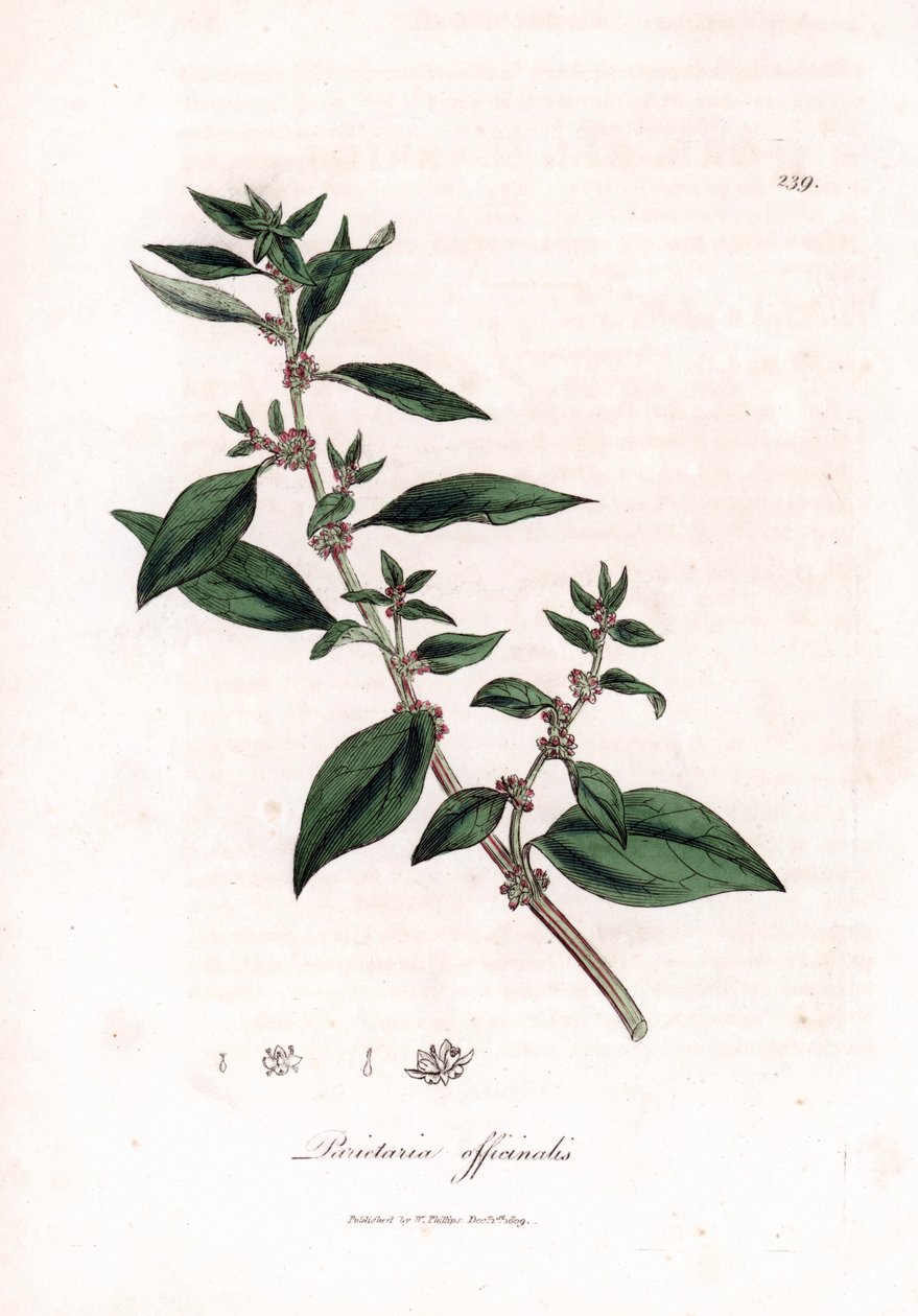 جدار pellitory ، Parietaria officinalis. نقش على لوح نحاسي ملون يدويًا من رسم نباتي رسمه جيمس سوربي من ويليام وودفيل والسير ويليام جاكسون هوكر "" علم النبات الطبي ، "جون بون ، لندن بواسطة جيمس سويربي