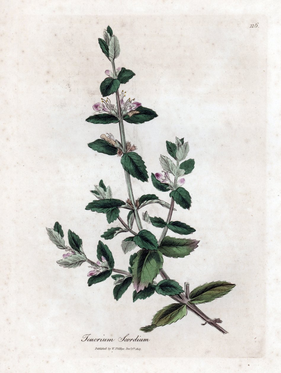 Water germandree - جرثومة الماء ، Teucrium scordium. نقش على لوح نحاسي ملون يدويًا من رسم نباتي رسمه جيمس سوربي من ويليام وودفيل والسير ويليام جاكسون هوكر "" علم النبات الطبي ، "جون بون ، لندن بواسطة جيمس سويربي