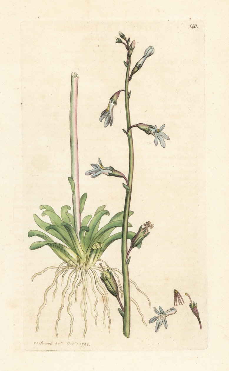 لوبيليا الماء ، Lobelia dortmanna (Lobelie de Dortmann) نقش على لوح نحاسي ملون يدويًا بعد رسم توضيحي بواسطة James Sowerby من علم النبات الإنجليزي لجيمس سميث ، لندن بواسطة جيمس سويربي