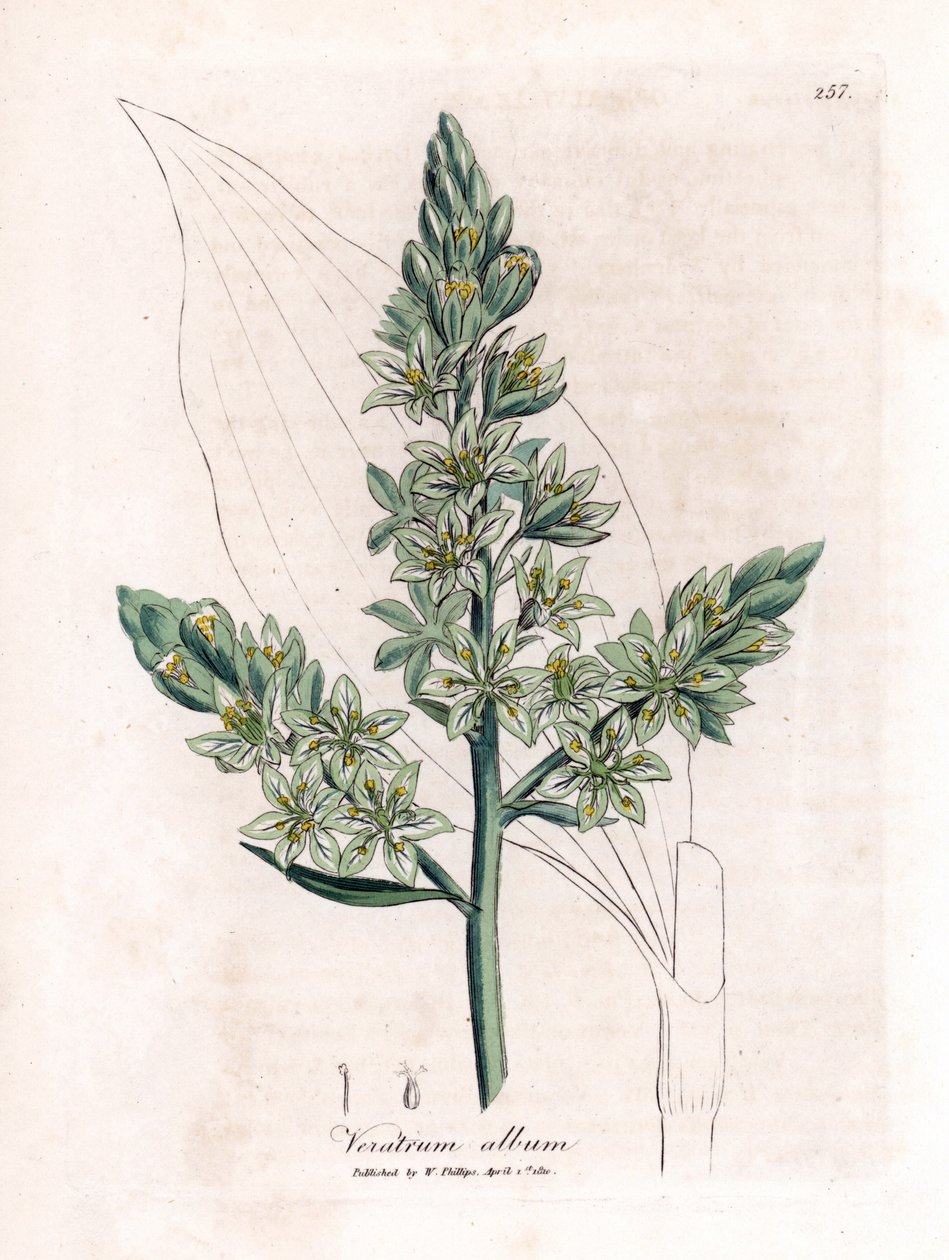 White Veratre (خربق أبيض سابقًا) - White hellebore ، ألبوم Veratrum. نقش على لوح نحاسي ملون يدويًا من رسم نباتي رسمه جيمس سوربي من ويليام وودفيل والسير ويليام جاكسون هوكر "" علم النبات الطبي ، "جون بون ، لندن بواسطة جيمس سويربي