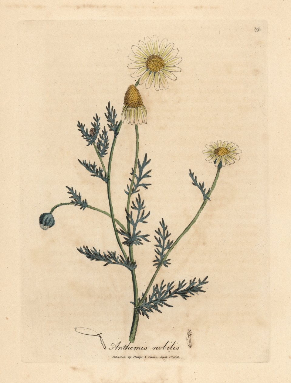 البابونج ذو الأزهار البيضاء والصفراء، Anthemis nobilis بواسطة جيمس سويربي