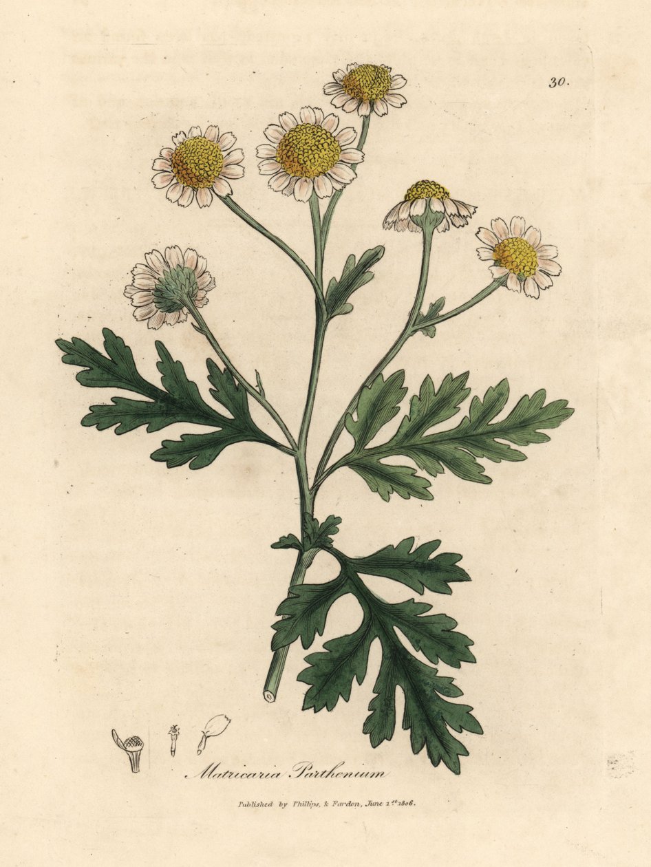 زهرة الأقحوان البيضاء والصفراء المزهرة ، Matricaria parthenium بواسطة جيمس سويربي