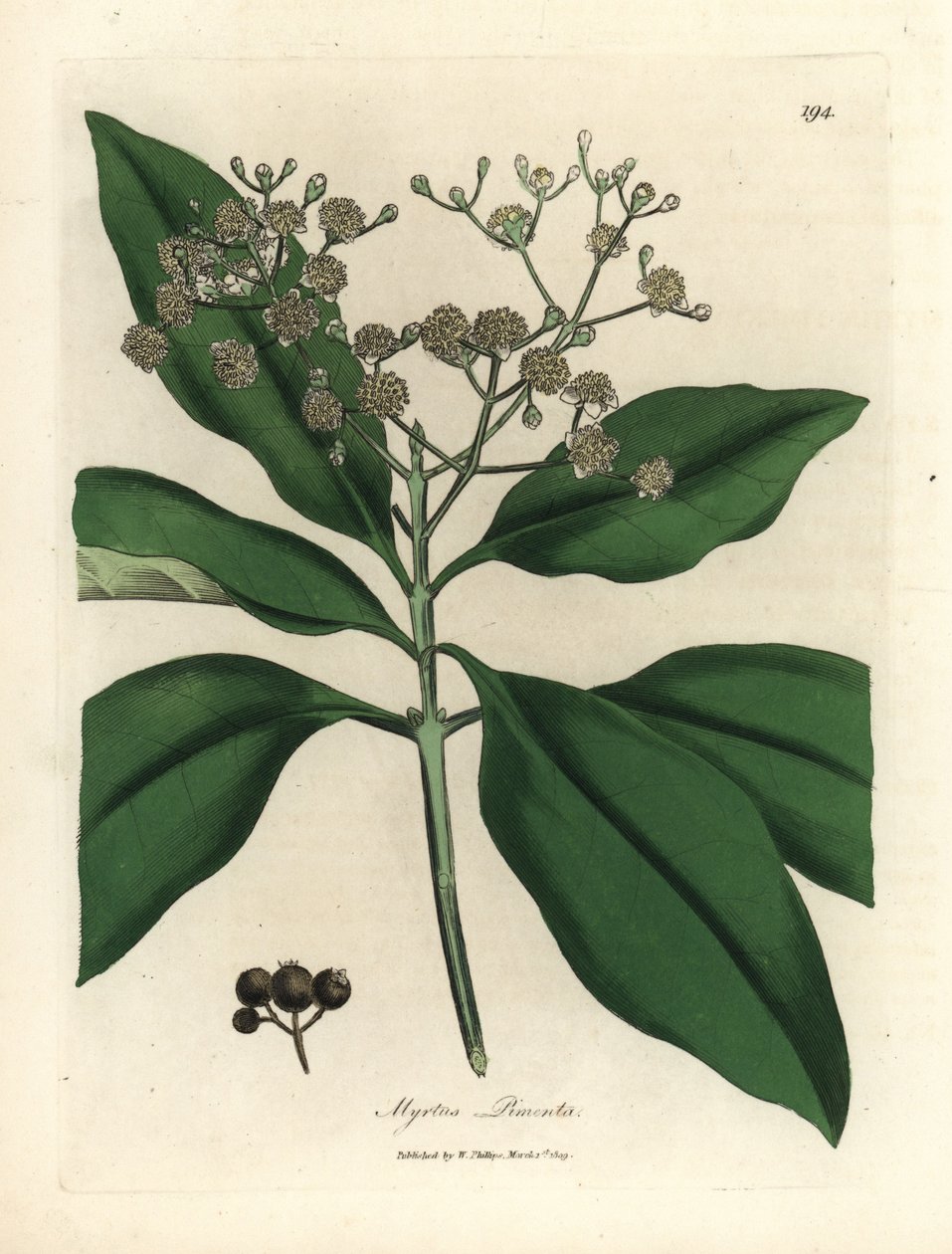 شجرة البهارات البيضاء المزهرة ، Myrtus pimenta بواسطة جيمس سويربي
