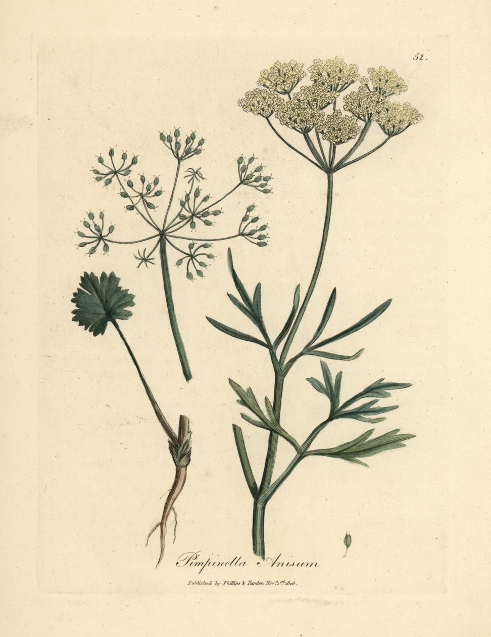 اليانسون الأبيض المزهر ، Pimpinella anisum بواسطة جيمس سويربي