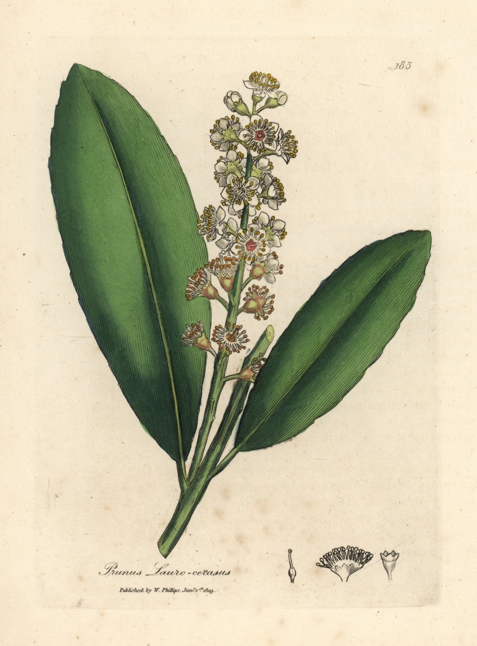 شجرة غار الكرز البيضاء المزهرة ، Prunus laurocerasus بواسطة جيمس سويربي