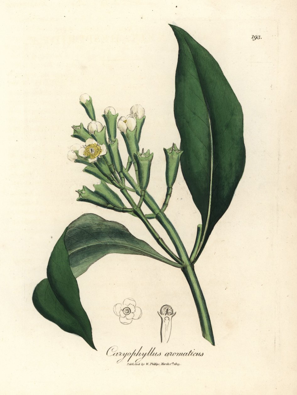 شجرة توابل القرنفل البيضاء المزهرة ، Caryophyllus aromaticus بواسطة جيمس سويربي