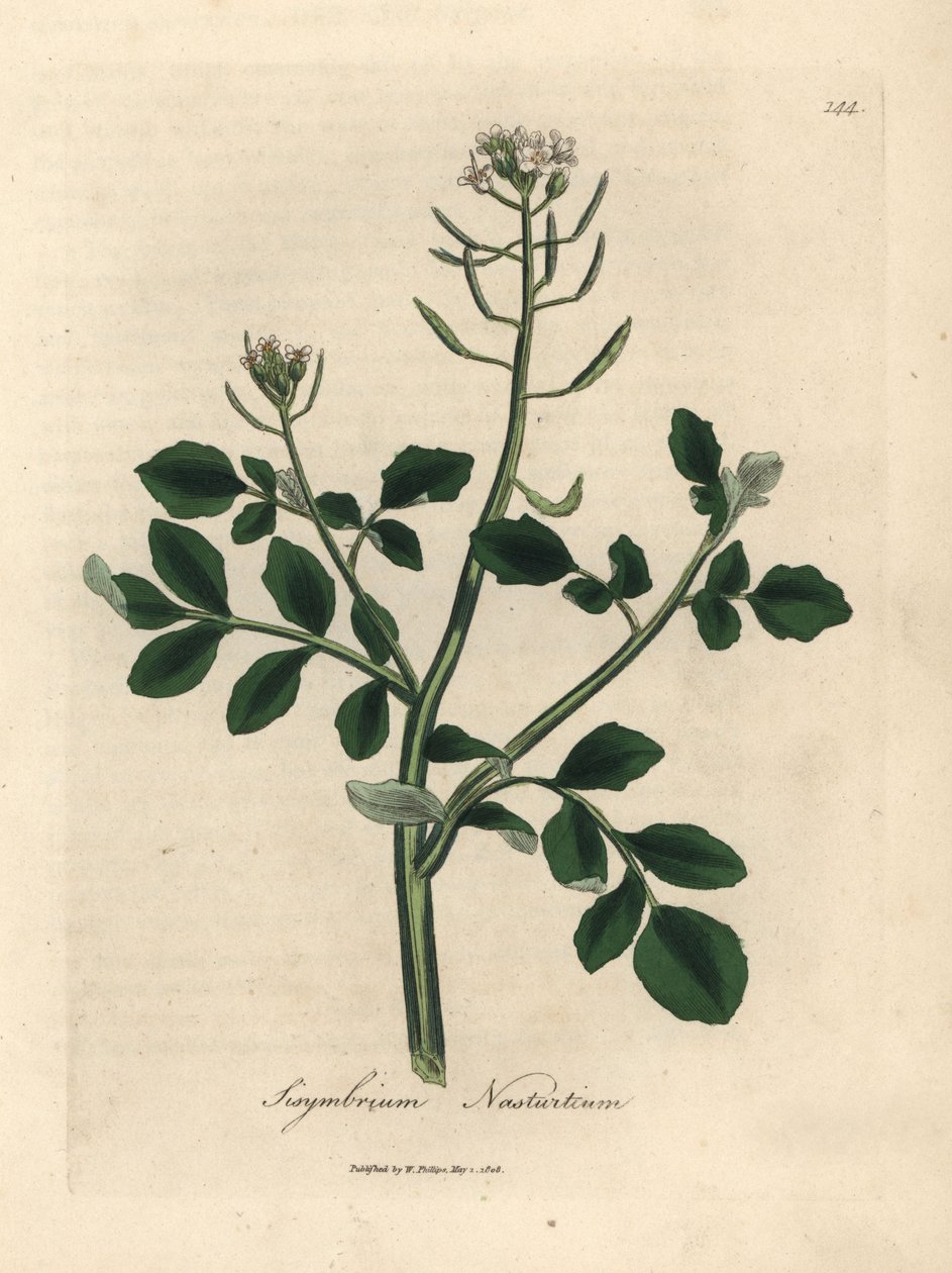 الجرجير الأبيض المزهر ، sisymbrium nasturtium بواسطة جيمس سويربي